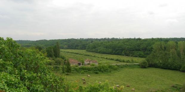Les bovins assurent le maintien de la prairie - Mazères 