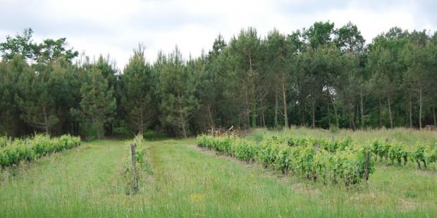 Les résineux sont nombreux sur les franges sud et ouest de l'unité ; la présence de ces vignes est plus surprenante - Birac 