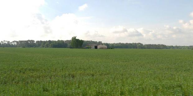 Les terres cultivées s'étendent sur de très grandes surfaces, ouvrant de larges horizons - Loupiac-de-la-Réole 