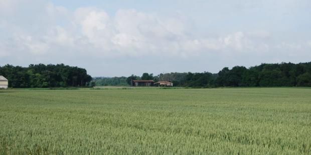 Boisements et bâti enrichissent le paysage des cultures - Loupiac-de-la-Réole 