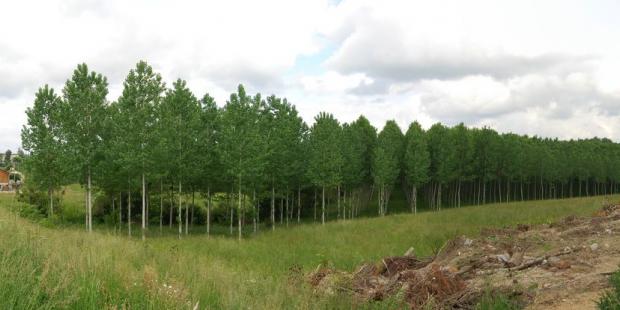 Cette peupleraie occulte la vue vers Bazas au-delà du vallon