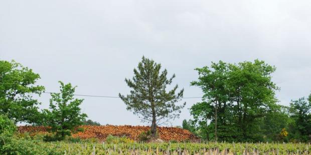 Productions viticole et sylvicole se côtoient autour des lisières - Avensan 
