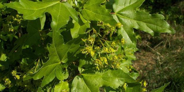 l'érable champêtre (Acer campestris) - Sous bois à fougères de la chênaie-charmaie 