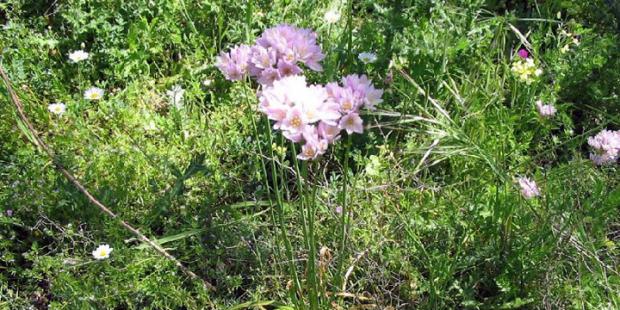 Ail rosé (Allium roseum)