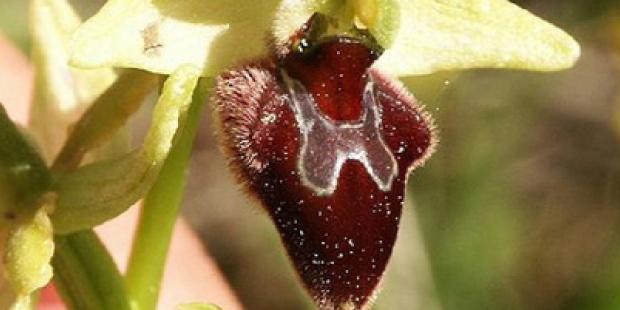 Ophrys araignée (Ophris sphegodes)