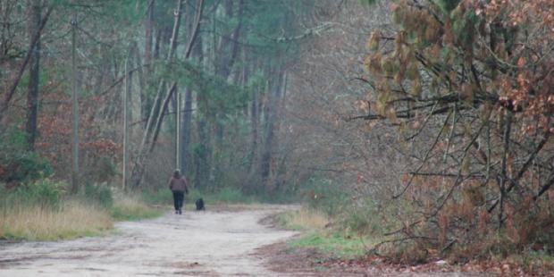 Atlas des paysages - bois