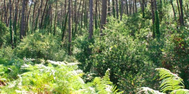 Atlas des paysages - Arcachon