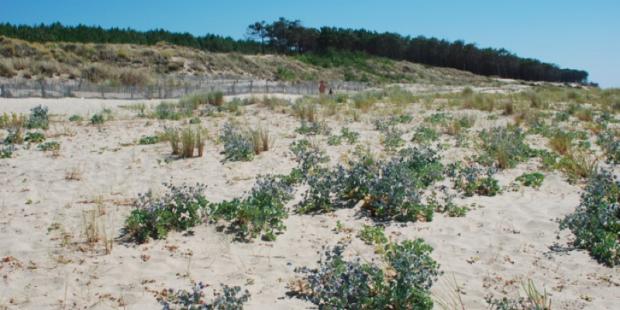 Atlas des paysages - Arcachon