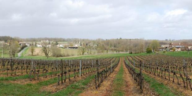 Vignes, cultures et boisements construisent ce paysage, Salleboeuf