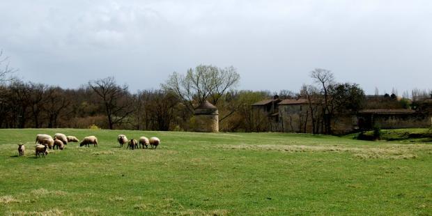 La cime des arbres et les pâtures signalent la présence du vallon - Saint-Quentin-de-Baron