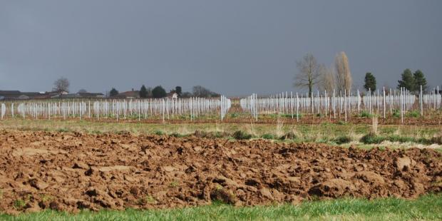 La vigne reste la culture principale, élément premier des paysages de l'Entre-Deux-Mers de Sauveterre - Targon