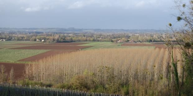 Large peupleraie en pied de coteau en vallée de Dordogne - Saint-Jean-de-Blaignac