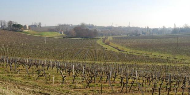 En contrebas du château du Bousquet (à gauche), les doux versants viticoles du vallon sont drainés par la Libarde - Bourg 