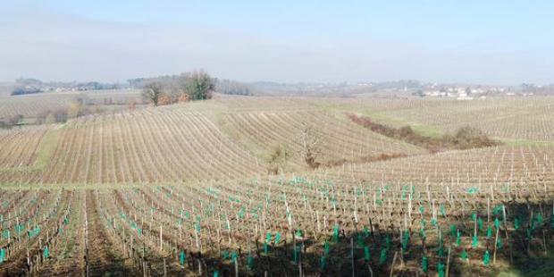 Le vallon du ruisseau de Gabillard étend ses pentes viticoles, ponctuées de bosquets et d'habitations - Lansac 