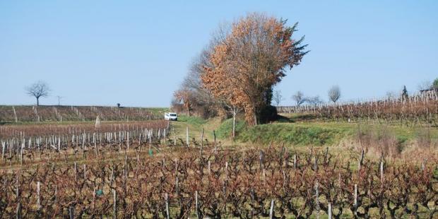 La succession des vignes domine le paysage - Rions 