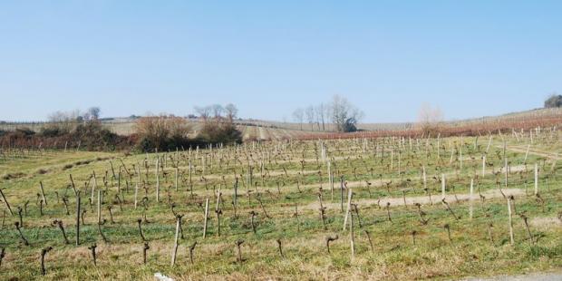 Les structures végétales pourraient être enrichies et valoriser le paysage - Le Pian-sur-Garonne 