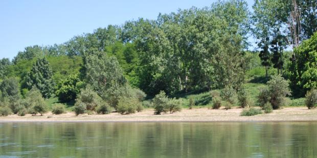 Quelques plages de graves se reconstituent sur les berges de la Garonne, du côté convexe de certains méandres : la végétation s'installe rapidement sur ces terrains et forme les prémices d'une ripisylve spontanée - Floudès 