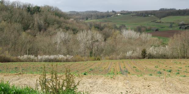 Le coteau du vallon de la Soulège a été abandonné aux boisements - Saint-Avit-de-Soulège