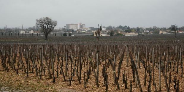 Au sein des vignes, on distingue l'allée plantée de Château Plince (à gauche) et, au fond, les franges bâties de Libourne - Pomerol 