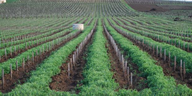 Premier département viticole français, la Gironde enregistre une progression des méthodes alternatives aux traitements chimiques systématiques. Ainsi, 80% du vignoble bordelais disposait d'un enherbement permanent en 2006 (Agreste, 2008).