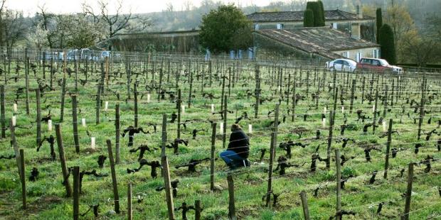 Chaque pied de vigne est travaillé à la main - Saint-Laurent-des-Combes 
