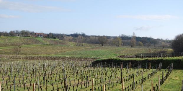 Une part de plus en plus importante des vignes est aujourd'hui enherbée, offrant aux regards un paysage viticole plus verdoyant et réduisant l'utilisation de produits chimiques dans les exploitations - Saint-Genès-de-Castillon 