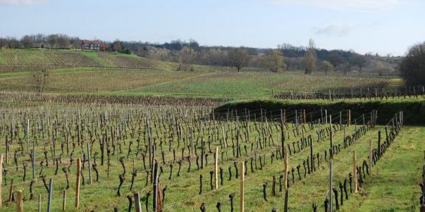 A proximité du ruisseau de la Barbanne, les pentes des vallons sont également dédiées à la viticulture - Saint-Genès-de-Castillon 