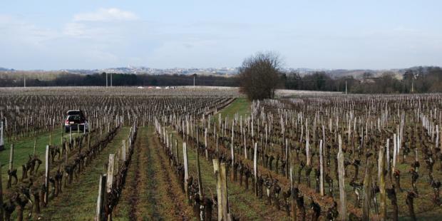 Les vignes au sud de Saint-Philippe-d'Aiguille