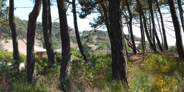 Atlas des paysages - Lacanau-Océan