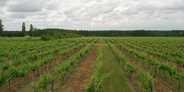 Les vignes s'étirent en longs règes parallèles, on perçoit l'allée de terre blanche de Château l'Hurbe - Saint-Laurent-d'Arce 