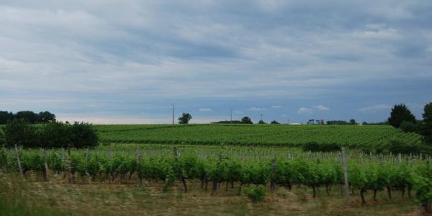 Sur la RD937, au nord de Saint-Martin-Lacaussade, la vigne couvre les dernières collines du Blayais