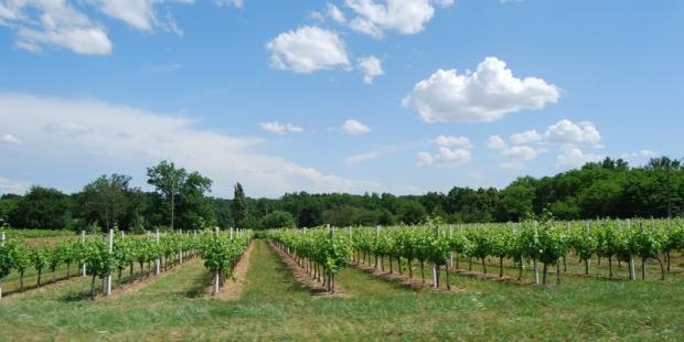 La vigne s'étend jusqu'aux boisements du vallon de la Moulinasse - Villegouge 
