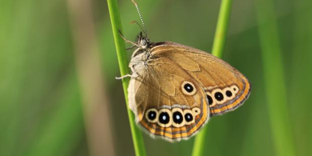 Un papillon à Hostens