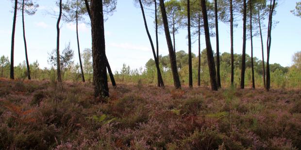 Forêt du domaine d'Hostens