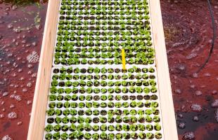 Site d'agricultre en aquaponie