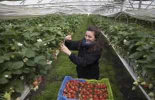 Floriane Laville, productrice de fraises