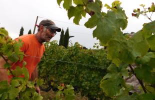 Vendanges à Berson