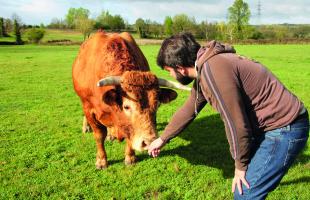 Antoine Villepontoux et Hippique, le taureau