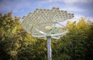 la ronde des ombelles