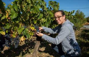 Céline pendant les vendanges