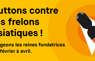 Luttons contres les frelons asiatiques ! Piégeons les reines fondatrices de février à avril.