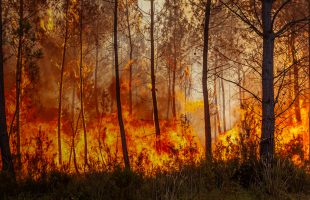 forêt en feu