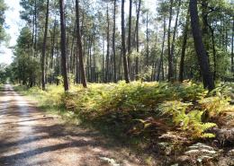 Forêt de Migelane