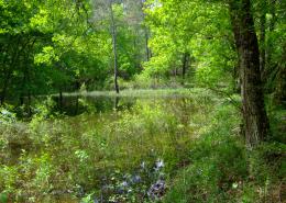 Paysage du bassin versant du Ciron