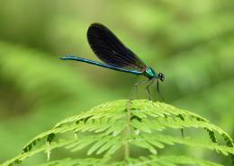 Gros plan sur un caleopteryx