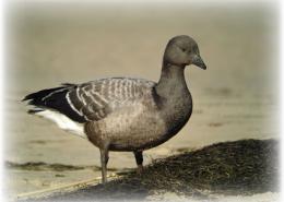 Bernache cravant à ventre sombre