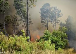 incendie dans la forêt de Saint Jean d'Illac en juillet 2015