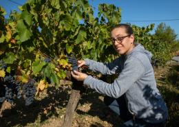Céline pendant les vendanges