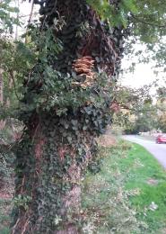 Laetiporus sulphureus sur chêne