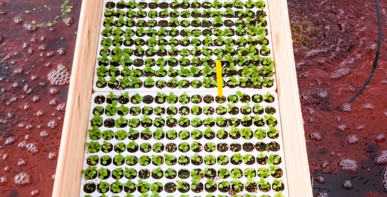 Site d'agricultre en aquaponie